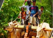 bullock-cart-ride-near-bangalore1